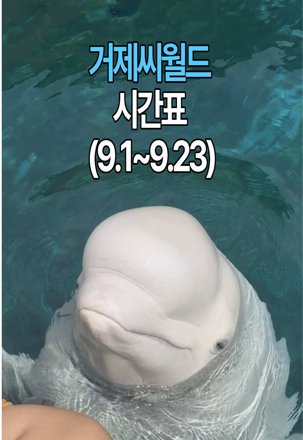 @DolphinTok