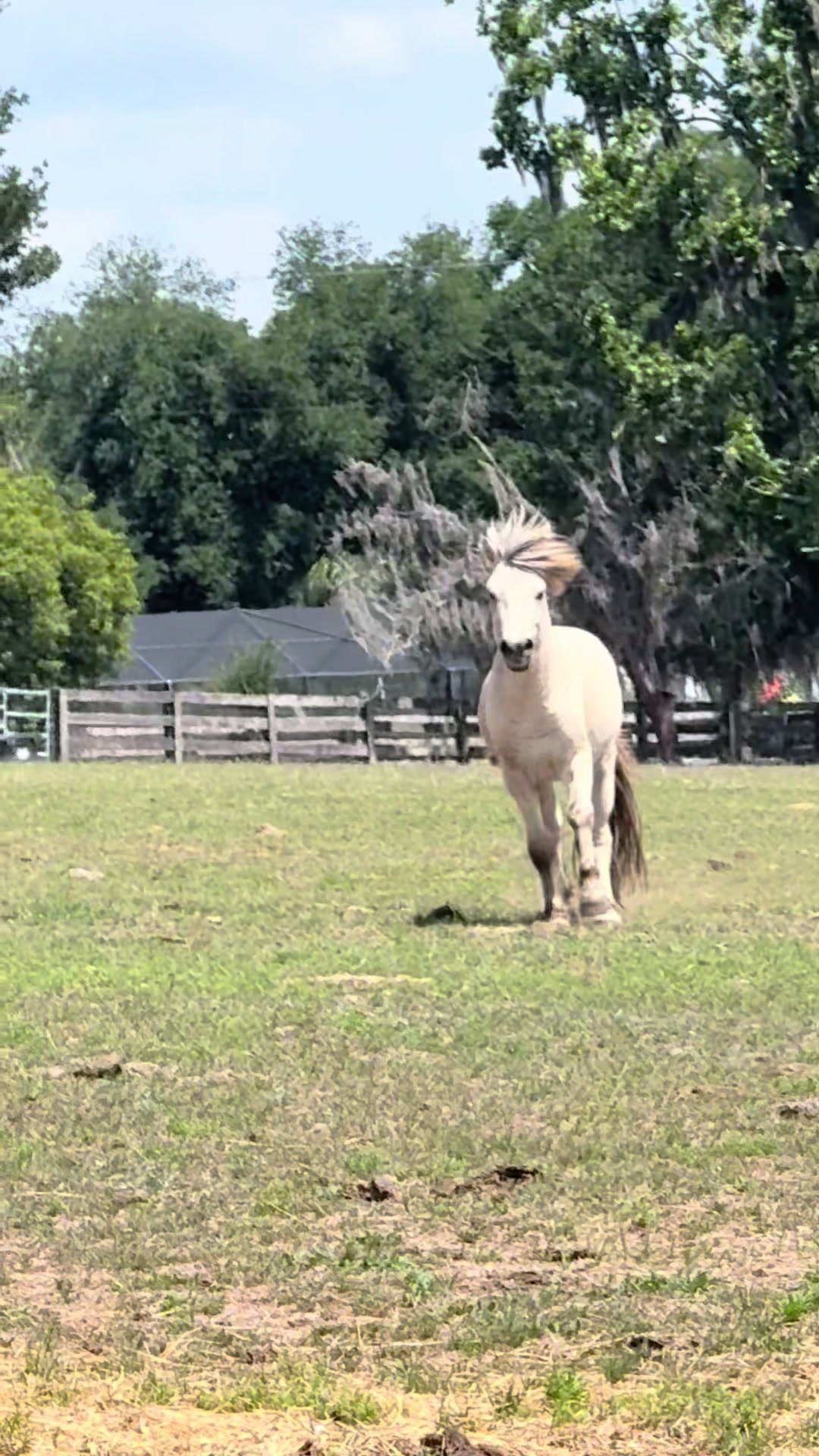 @madponies
