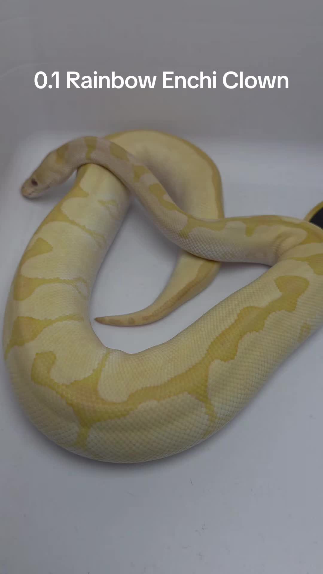 @Proxima Reptilis