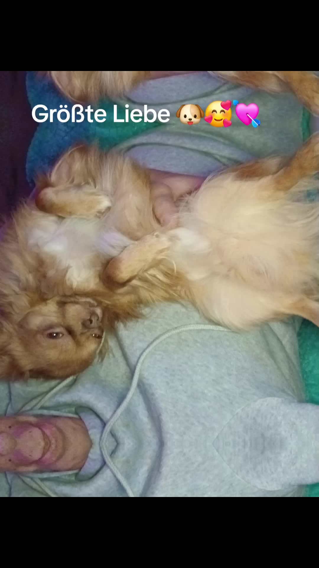 @Melody Gismo Peanut Brownie🐶❤