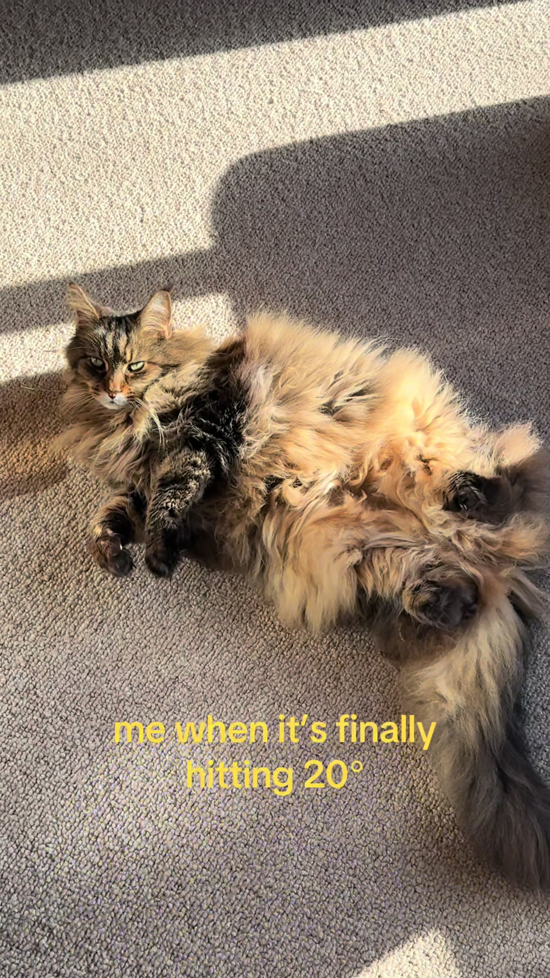 @𓆤B 𓆤