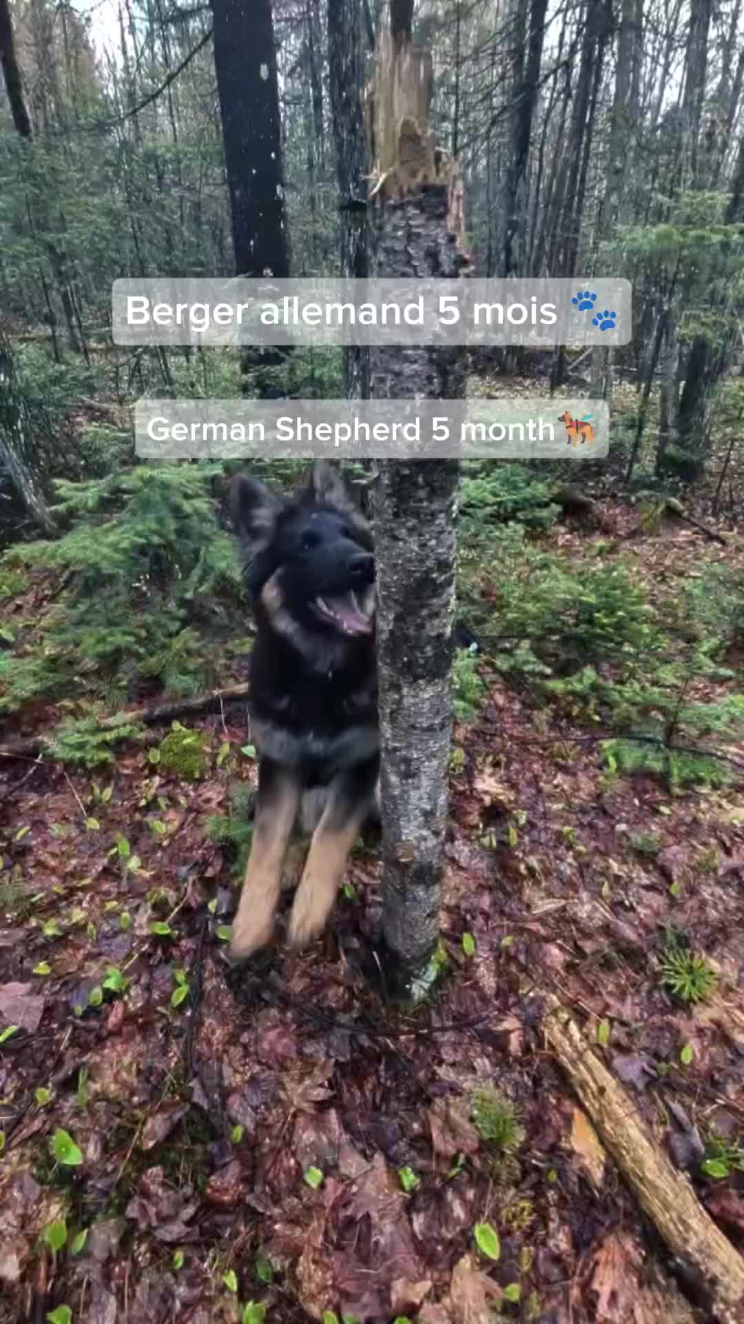 @TrailCam Qu&eacute;bec