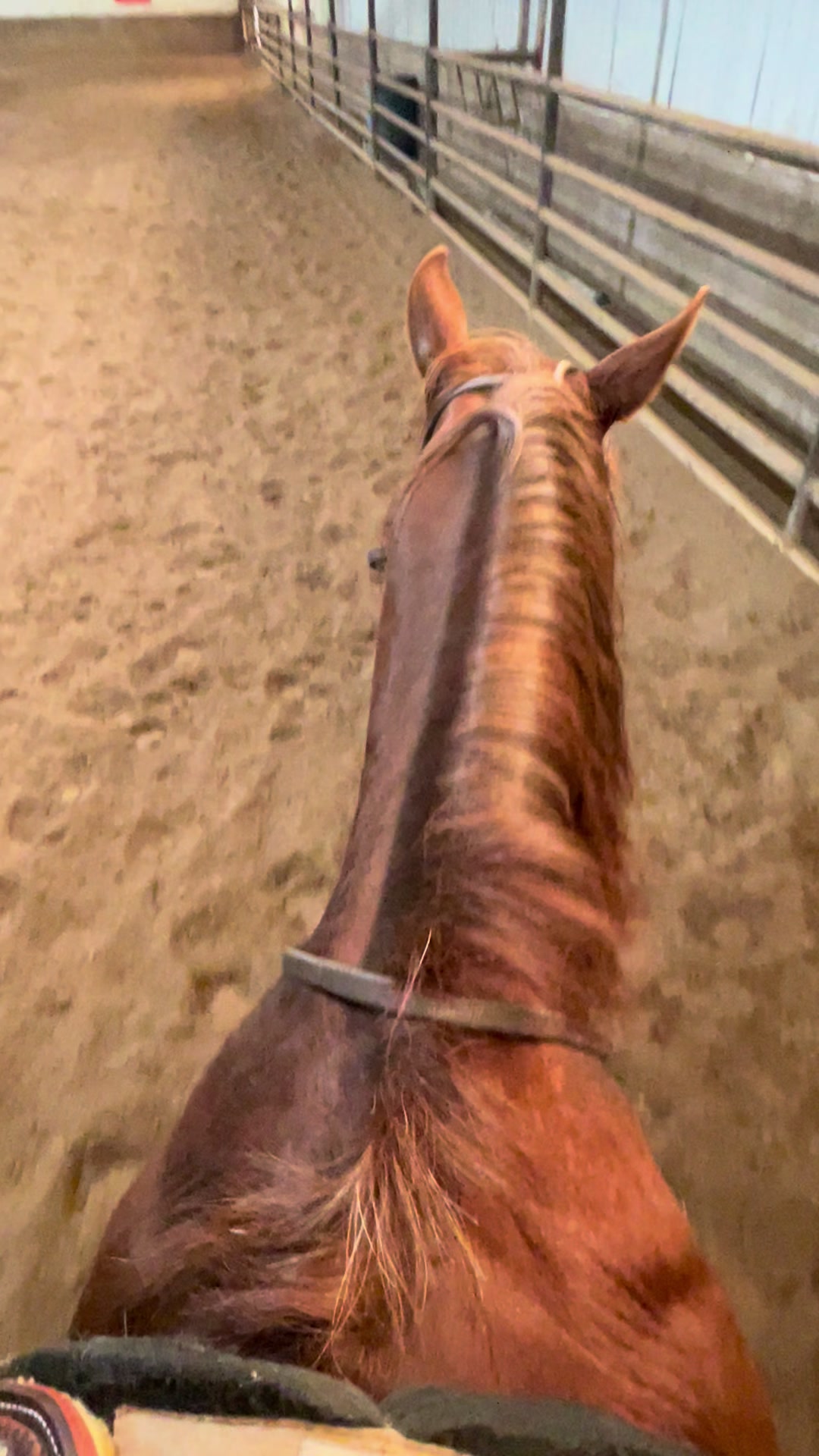 @starboundhorses
