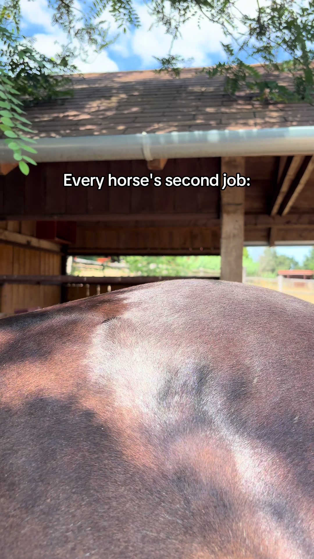 @Free Ride Equestrian