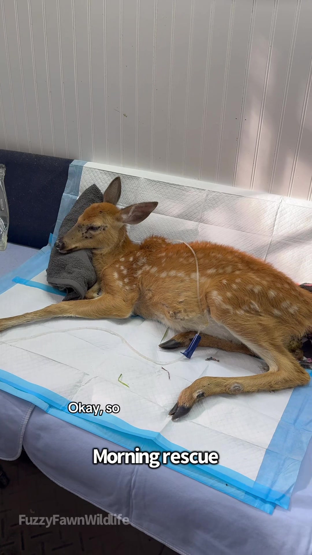 @Fuzzy Fawn Wildlife