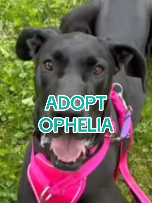 @Adopt a Pet