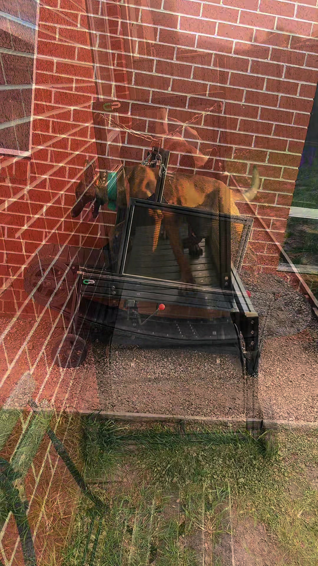 @chaseprodogtreadmills