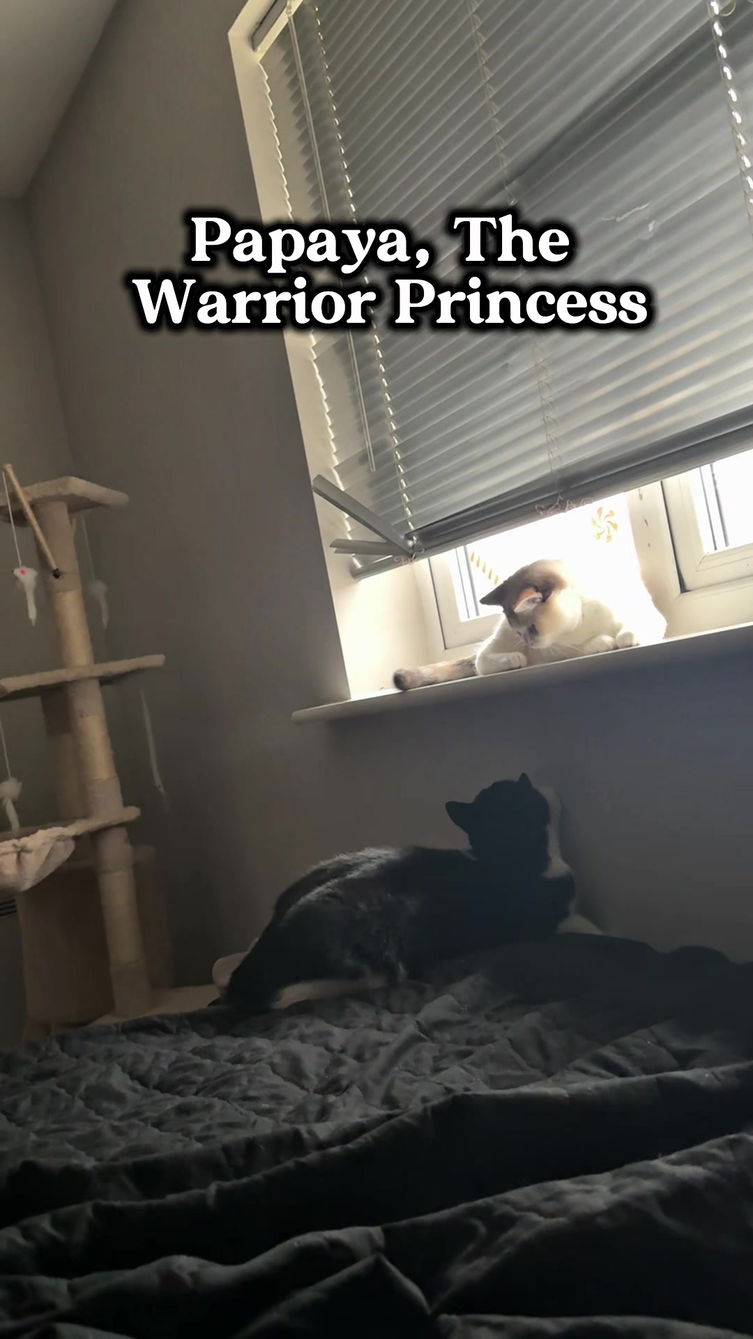 @slavic_cat_mum