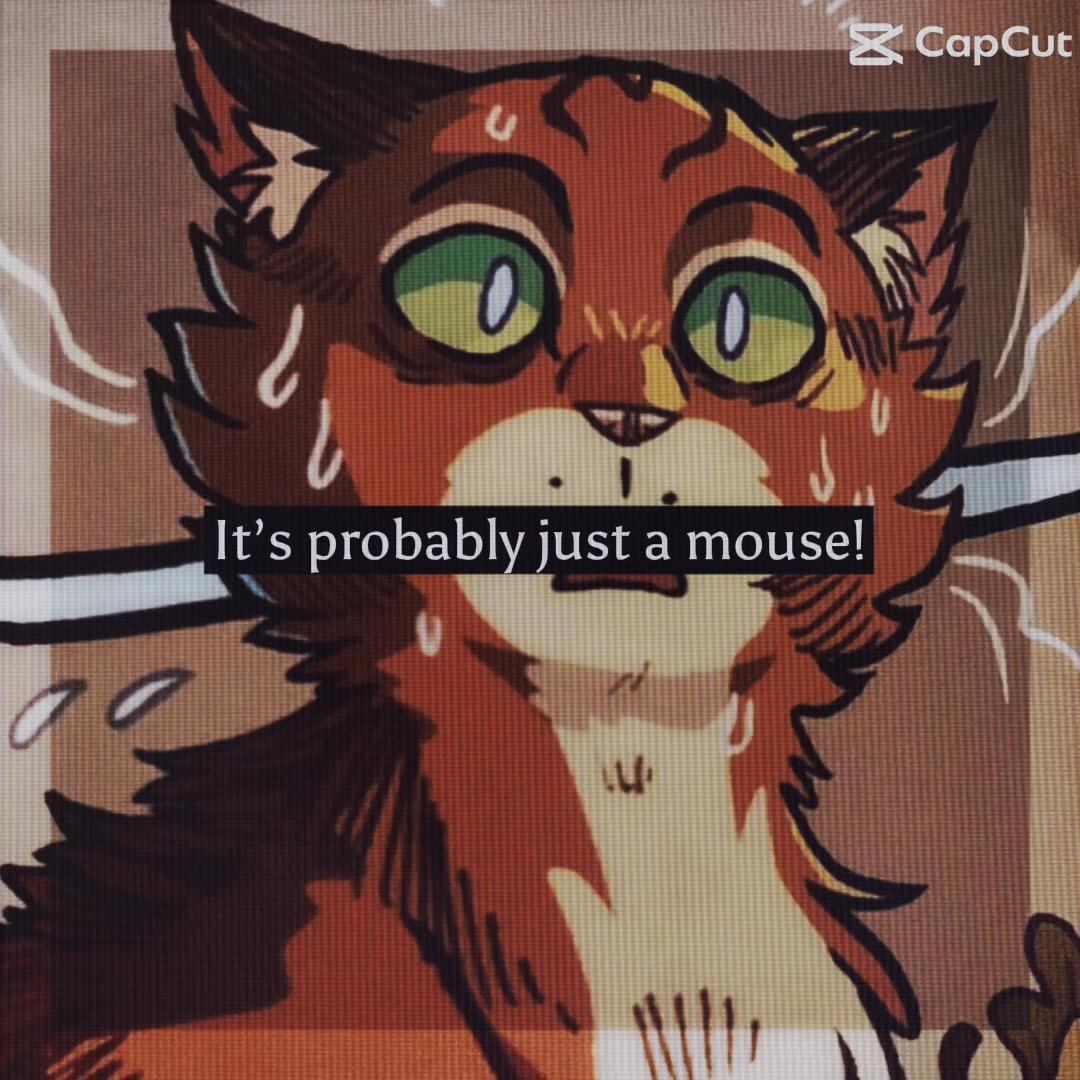@🎀✨WarriorCatAddict✨🎀
