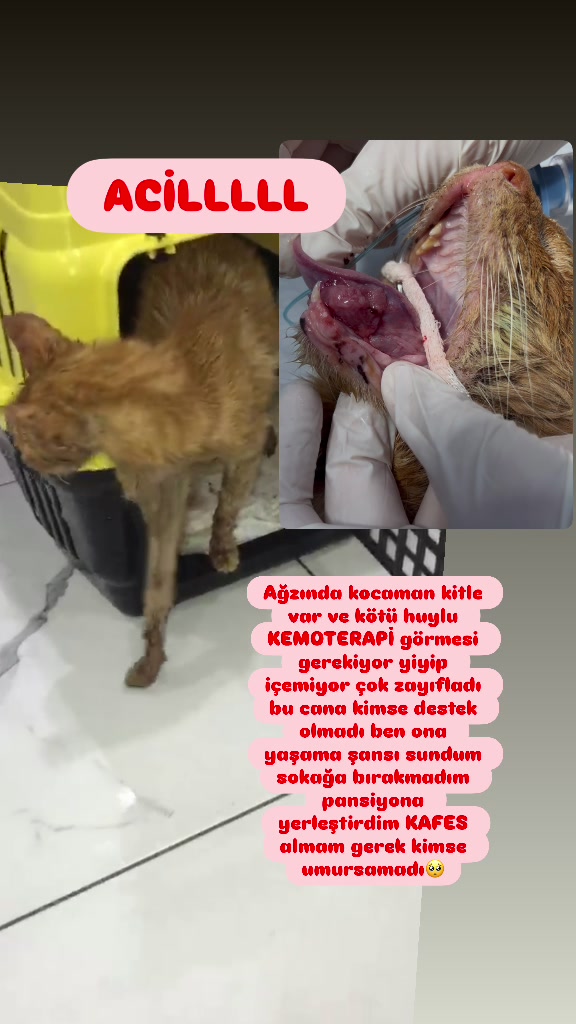 @Yesiminpatileri61