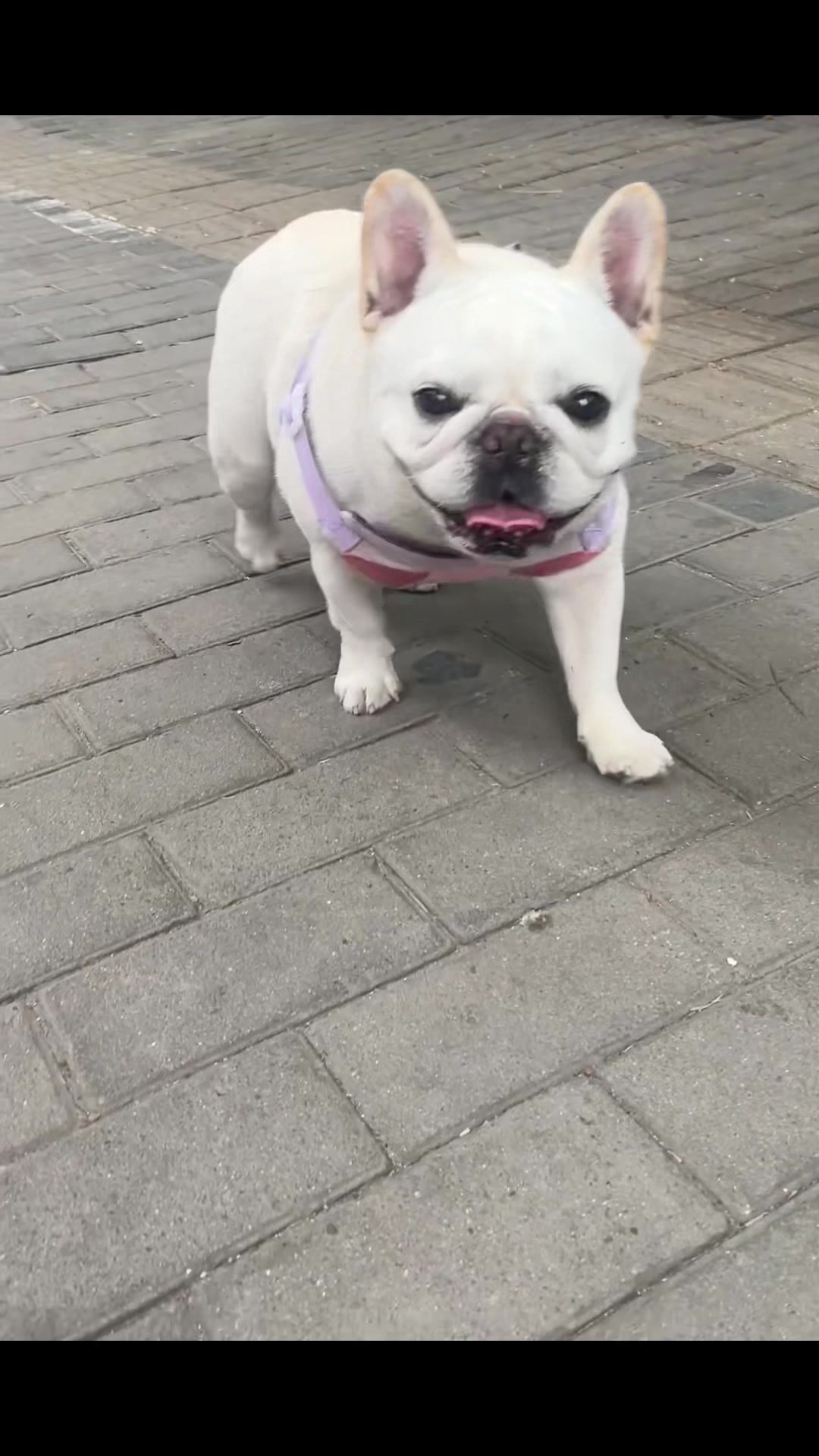 @Paw Stroy