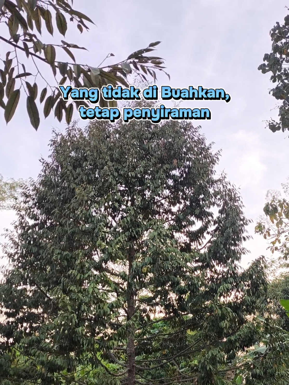 @Alas Durian Jepara