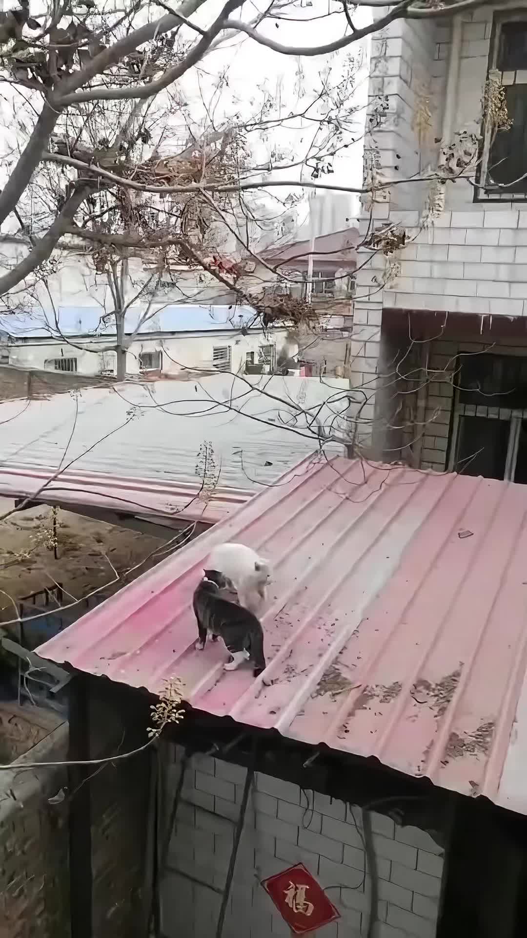 @cutepetfoodie