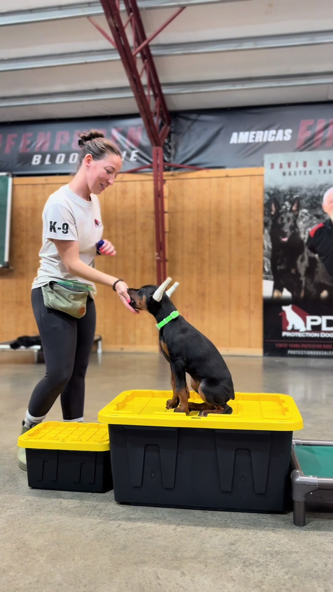 @Protection Dog Sales