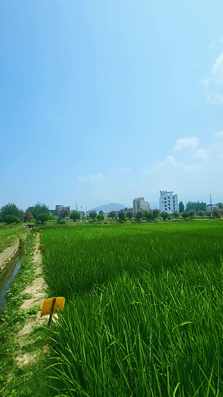 @ده کلی ژوند