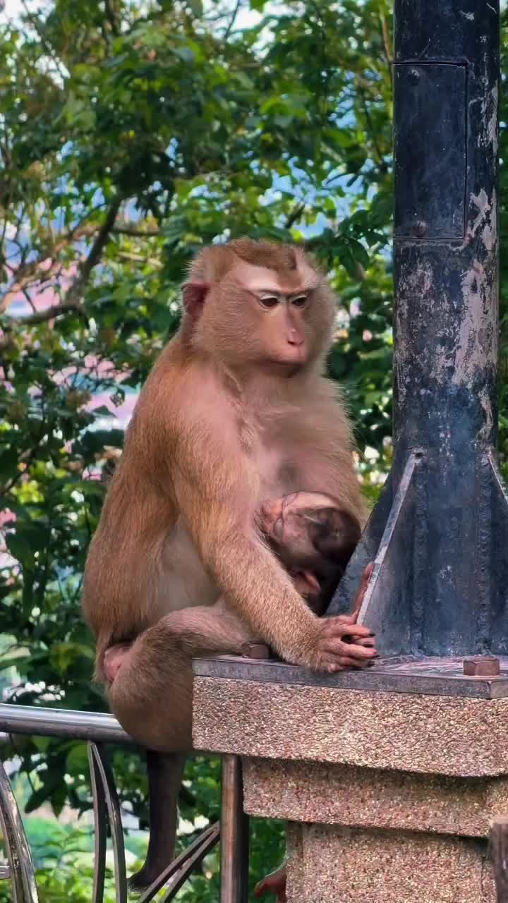 @Monkeyking❤