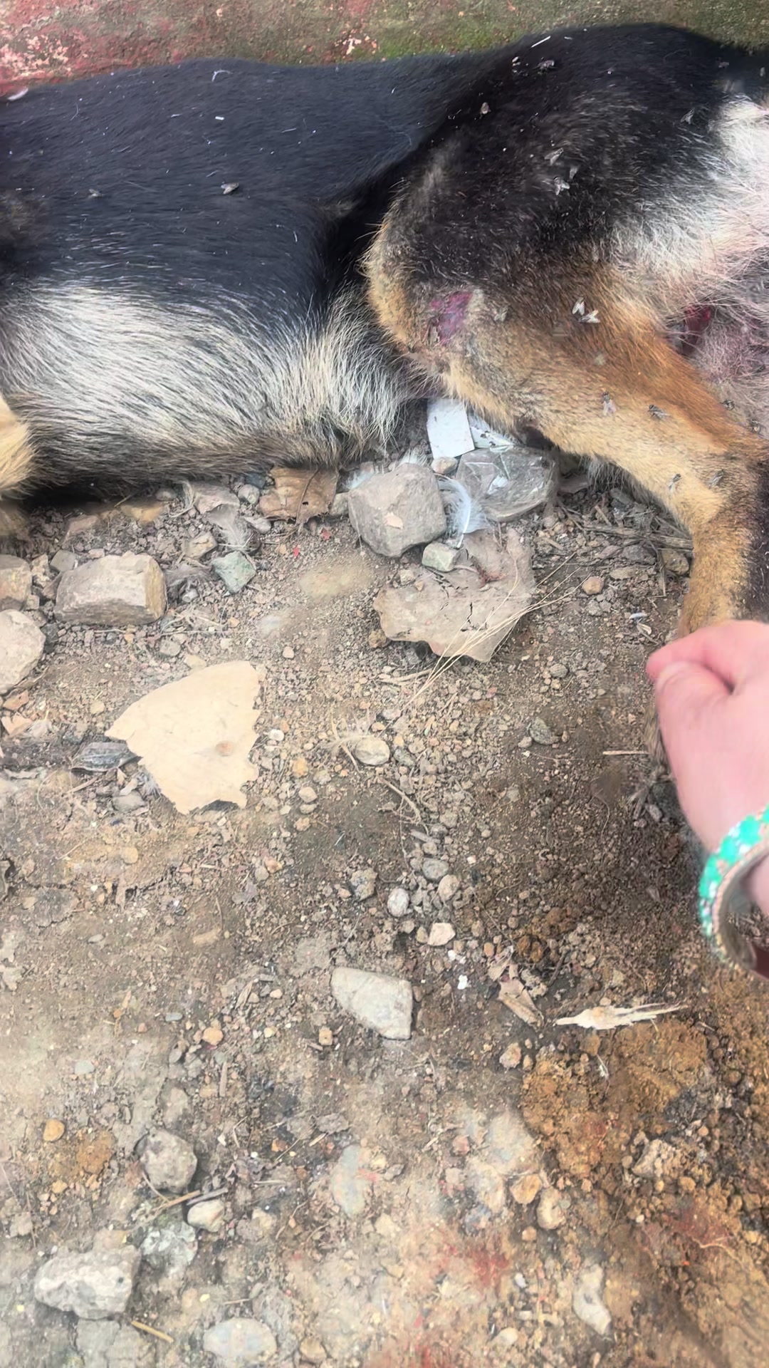 @🧿Mayara pukuli🐕🧿