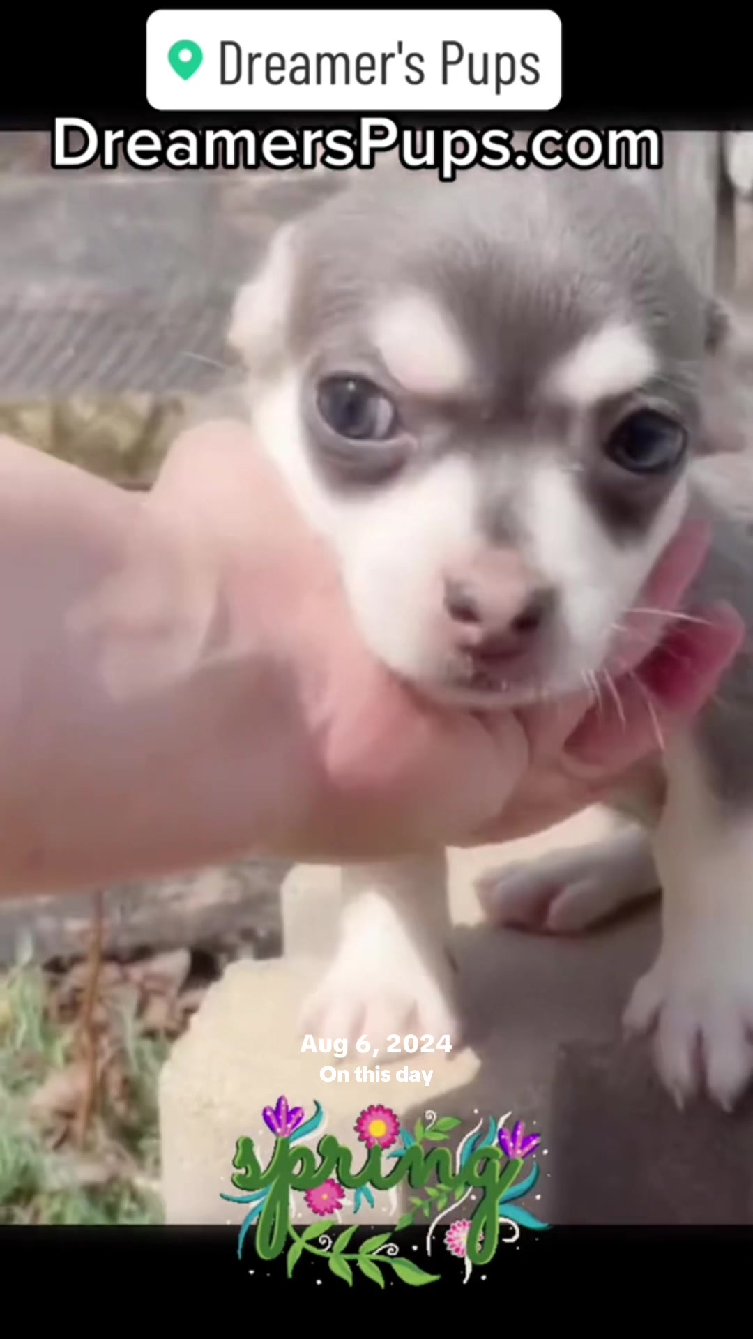 @PuppyMom
