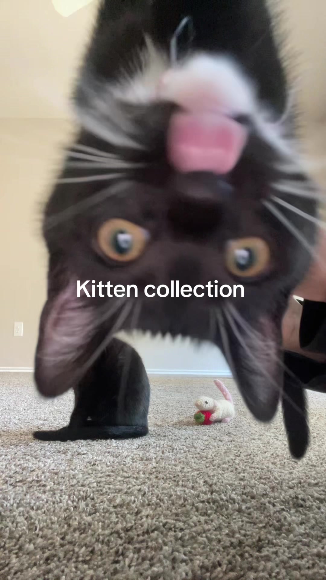 @cat_dancers