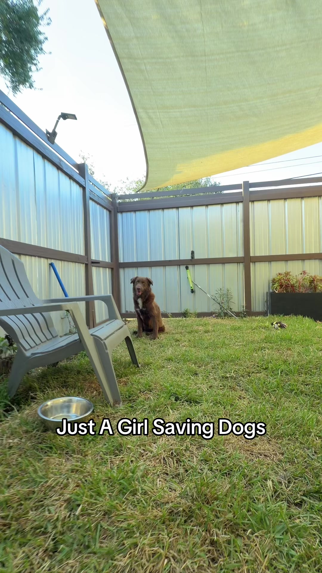 @Just A Girl Saving Dogs