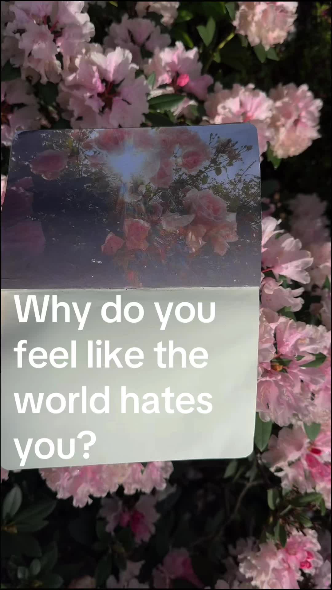 @lauren