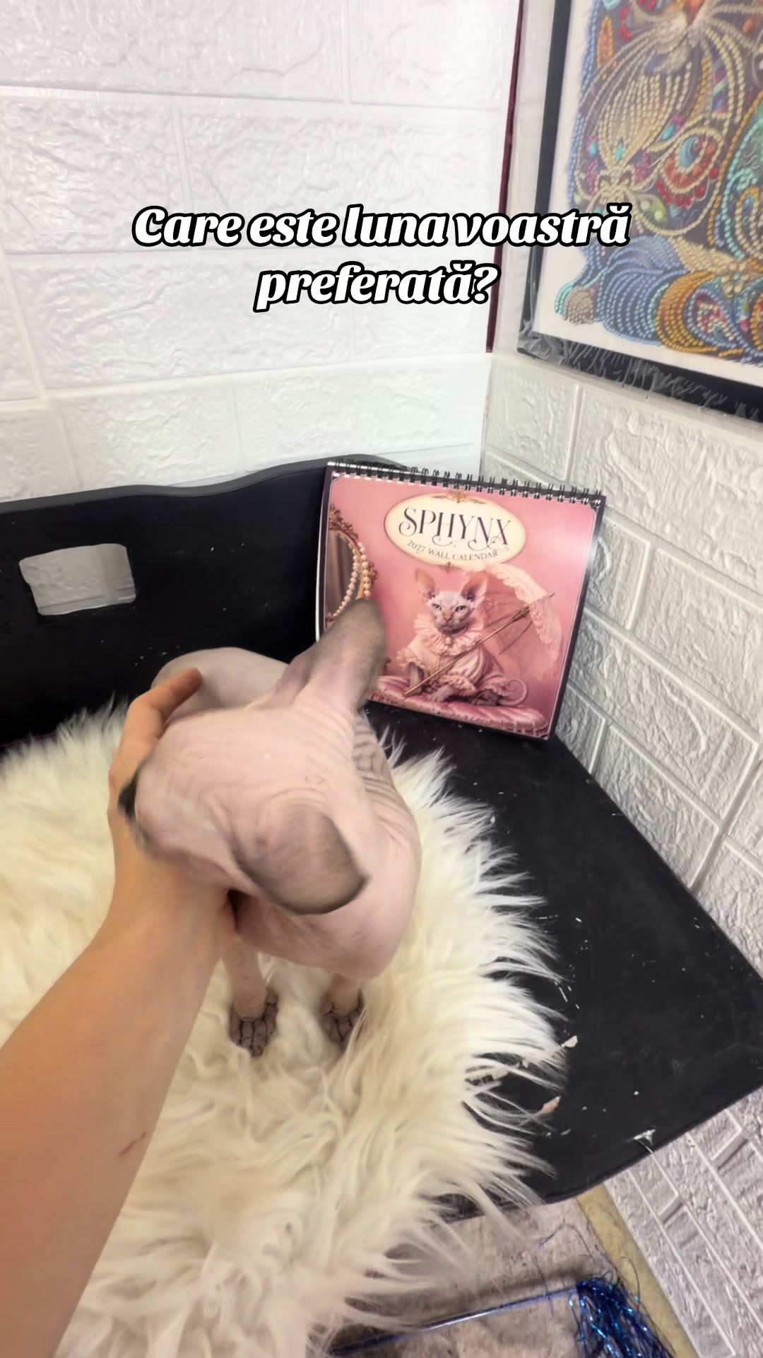 @Diana Ciortan Sphynx Romania