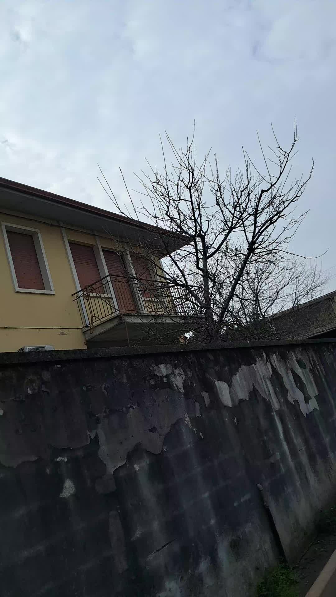 @zio lui
