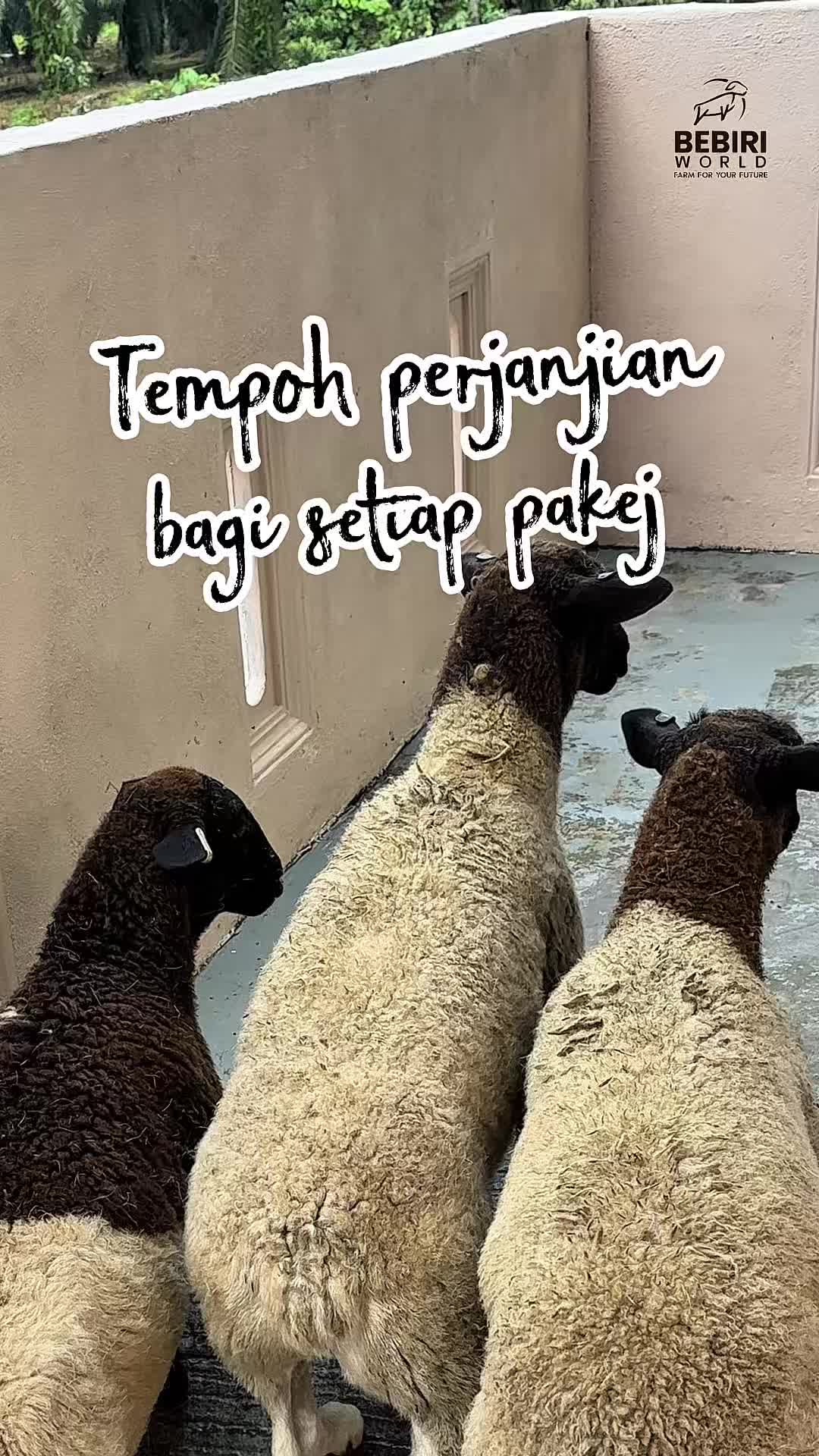 @bebiriworldempire