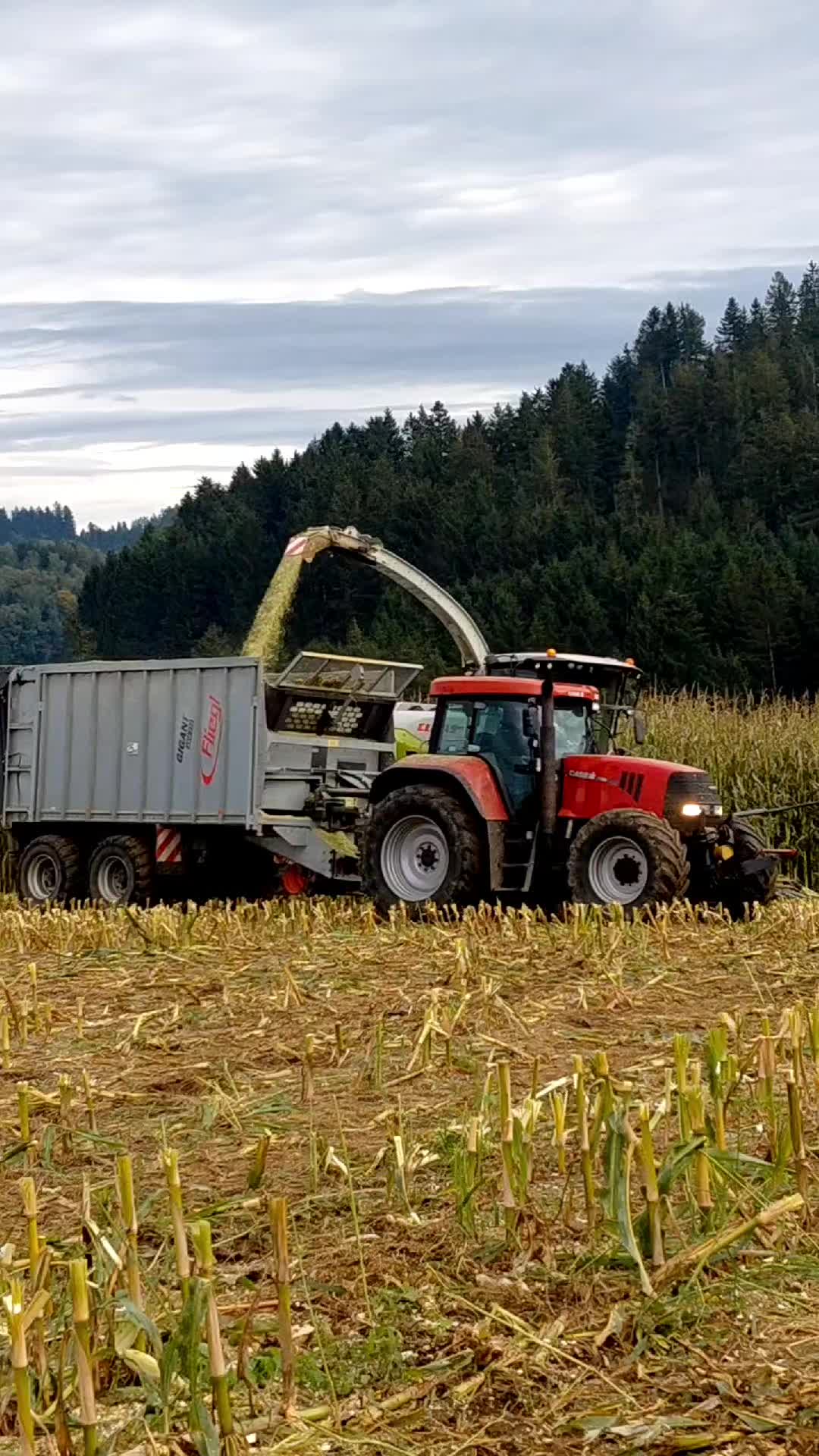 @🐄🇦🇹Gahli🇦🇹🐄