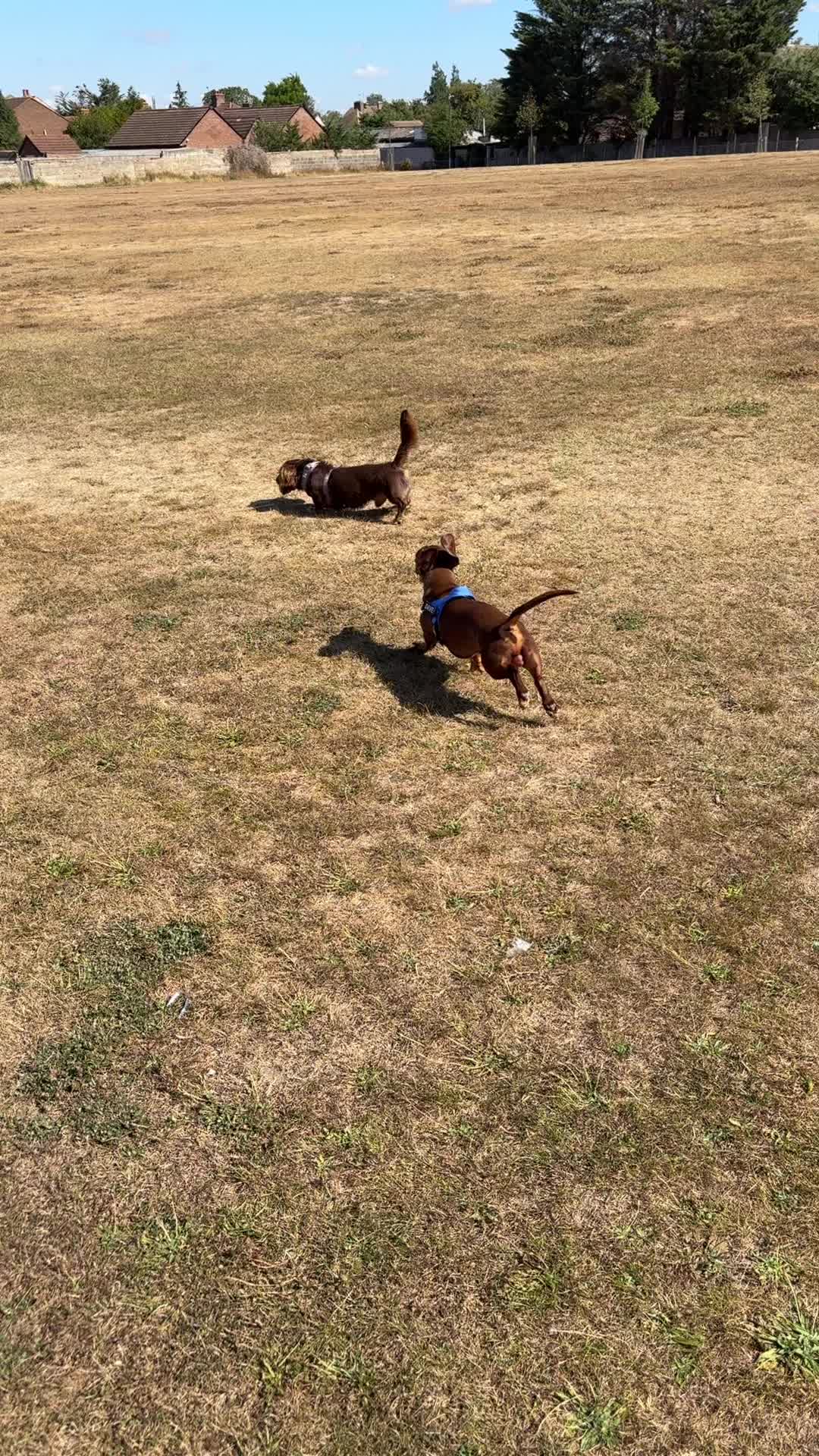 @tswoofwoof.co.uk