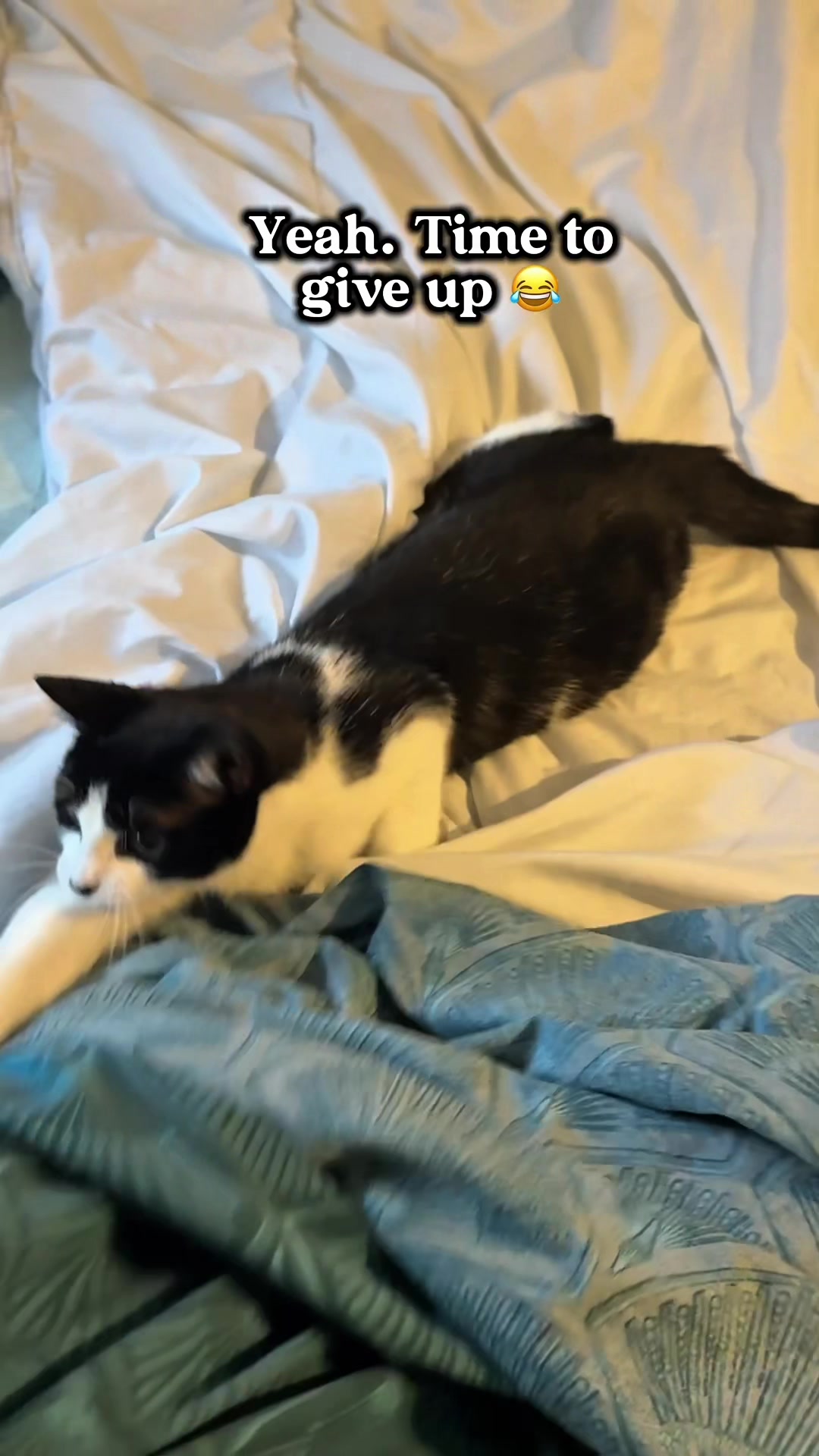 @slavic_cat_mum