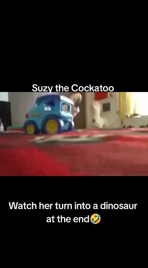 @Suzy the Cockatoo