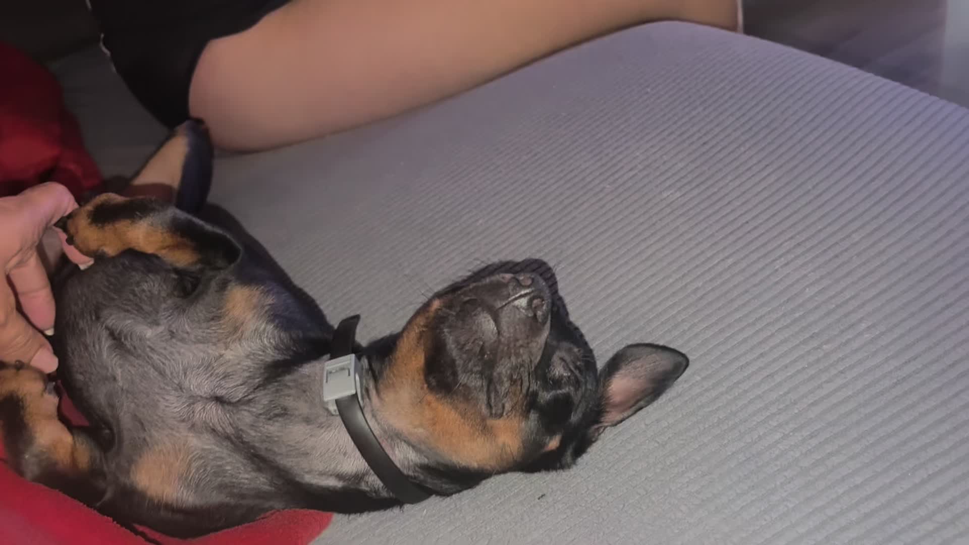 @PanDOGuitos 🐶