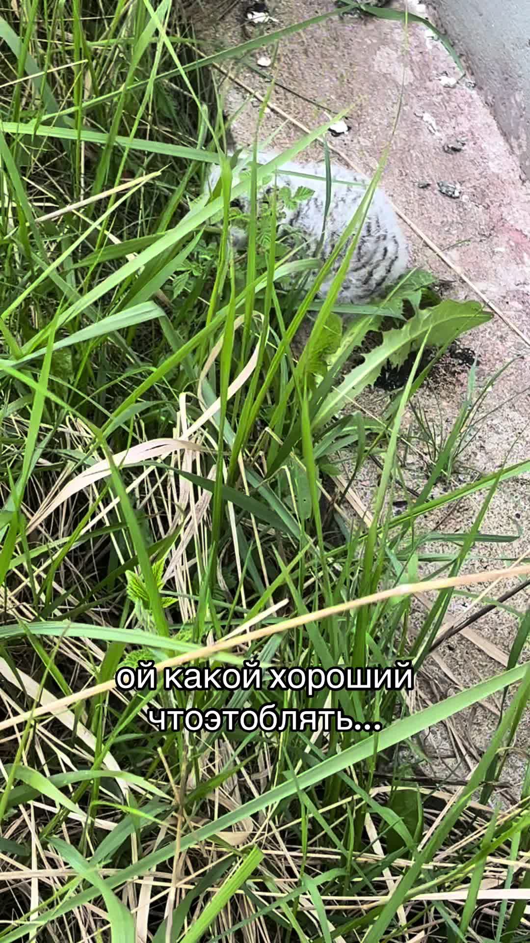 @свяТая