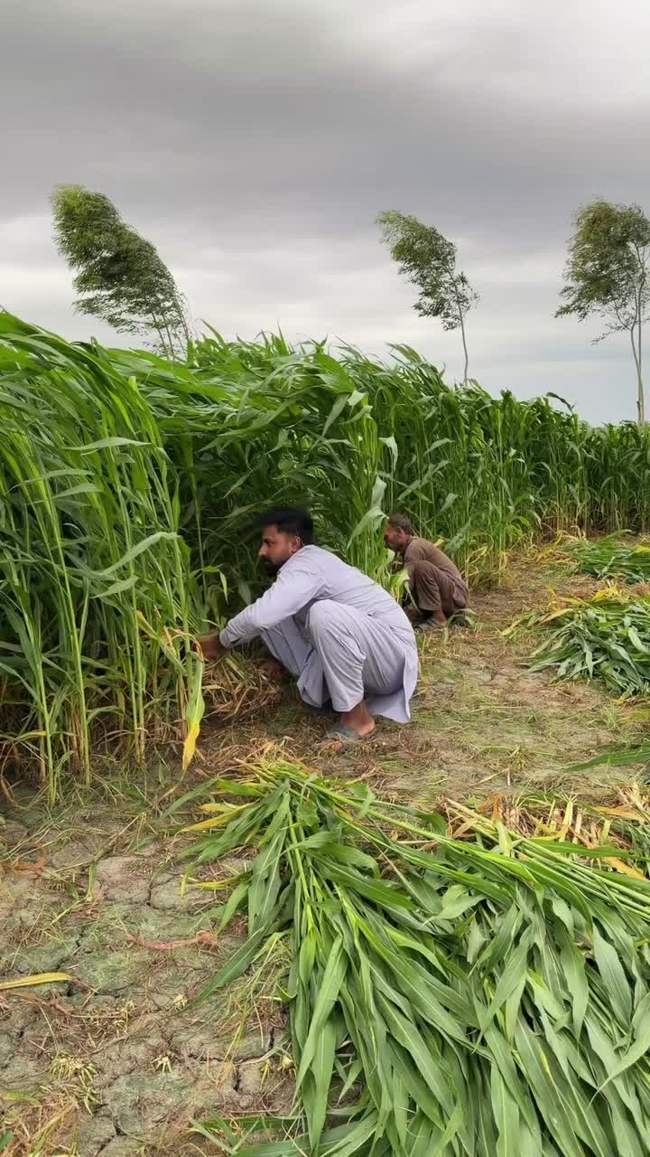 @waqarbhinder852