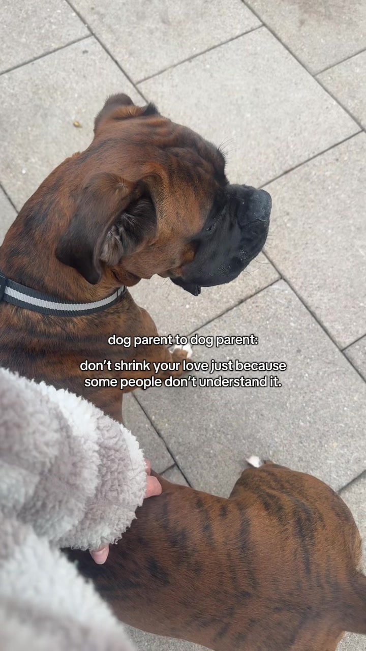 @Paws & Unwind | dog walker