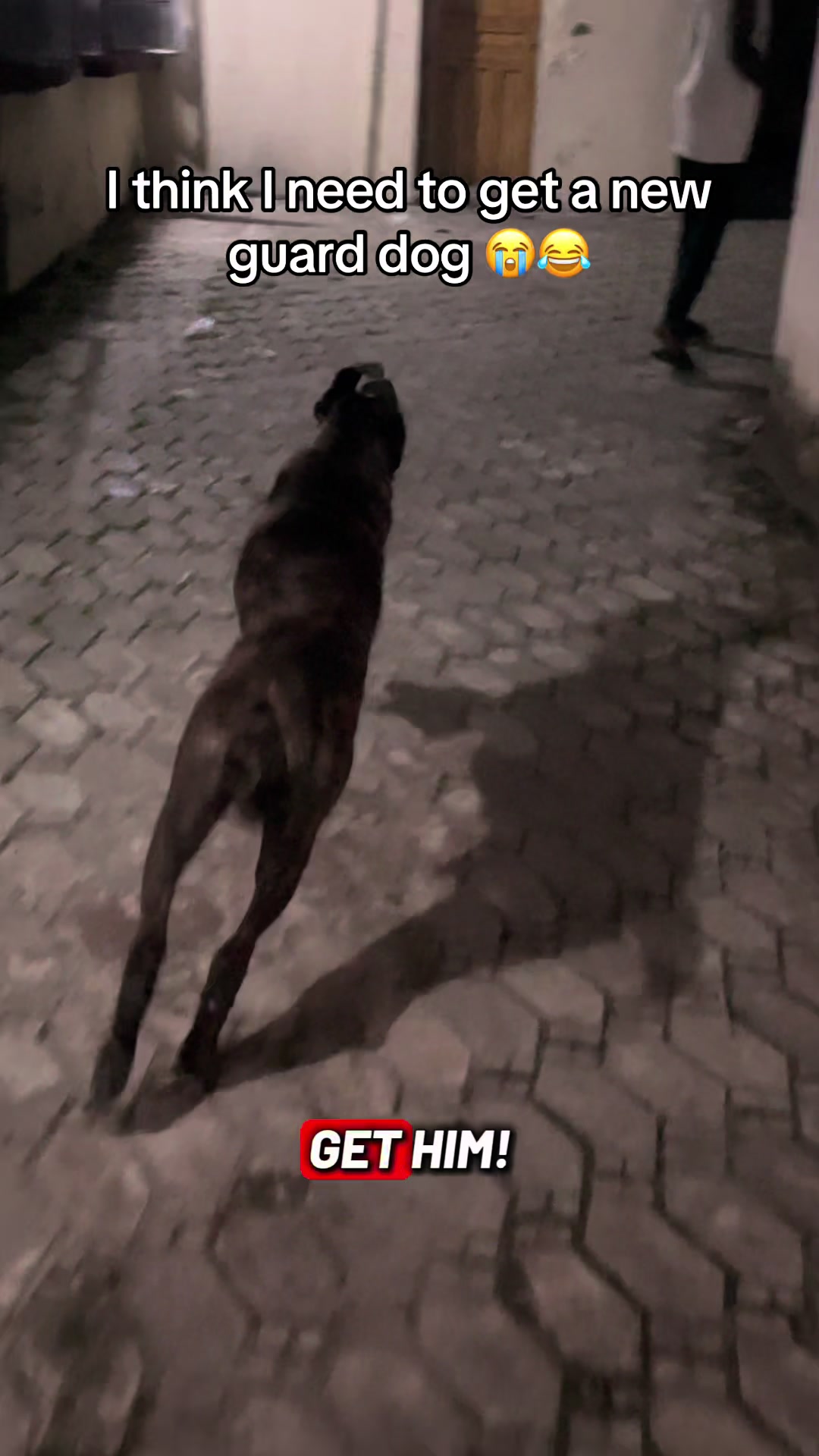 @TailWaggersOnly2.0
