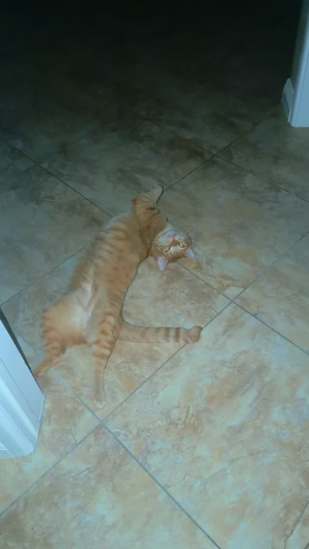 @Chiquito, Coco and the cat