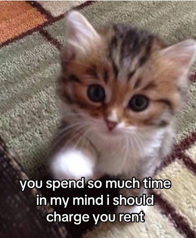@the meow archive
