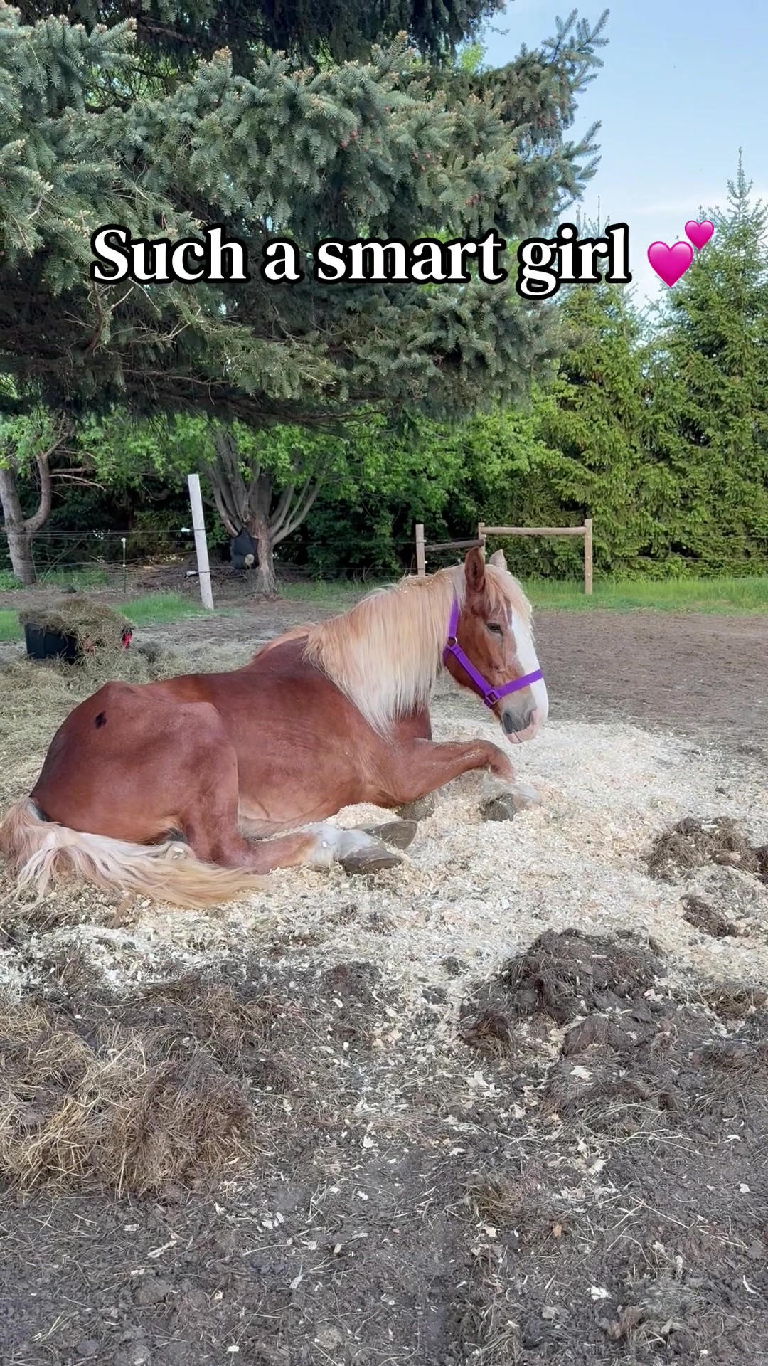 @Safe Place Pastures, Inc.