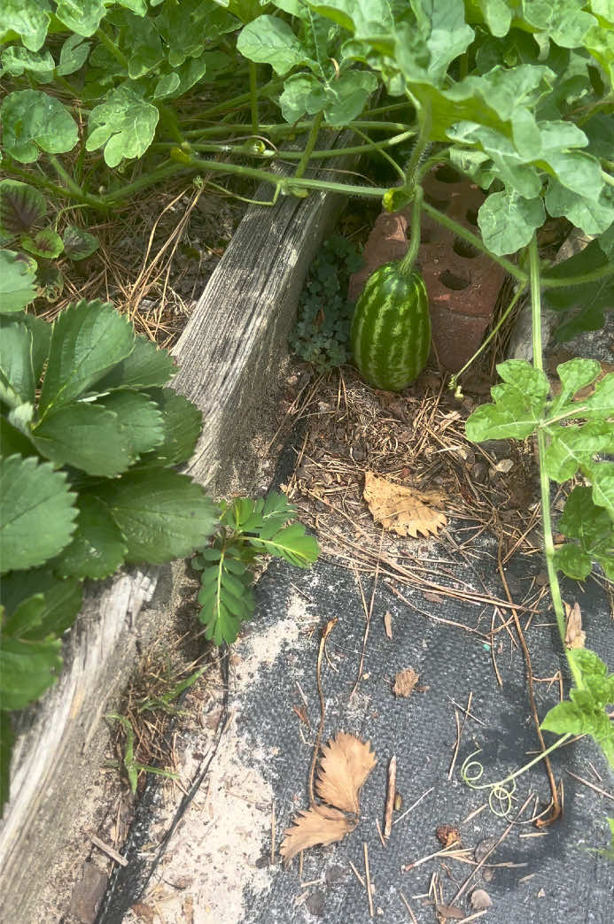@Gardening4ME