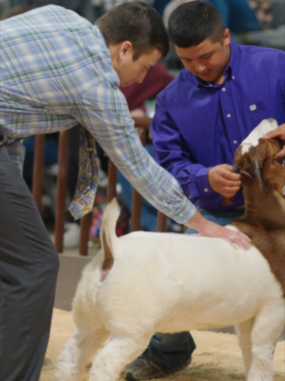 @AZ National Livestock Show