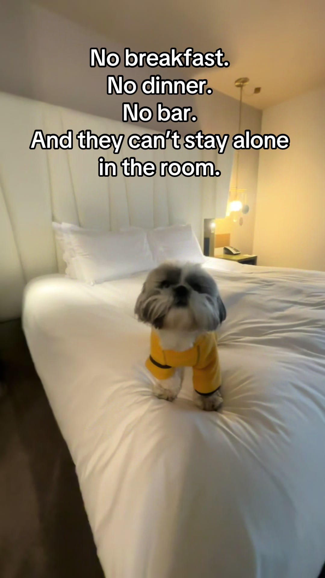 @Daisy | The Dog Travel App