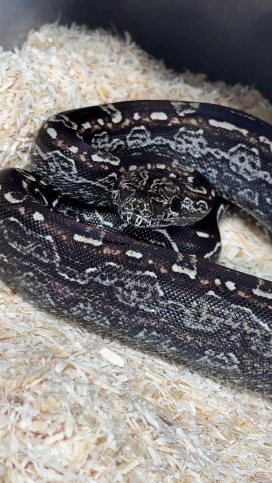 @MasgenReptiles