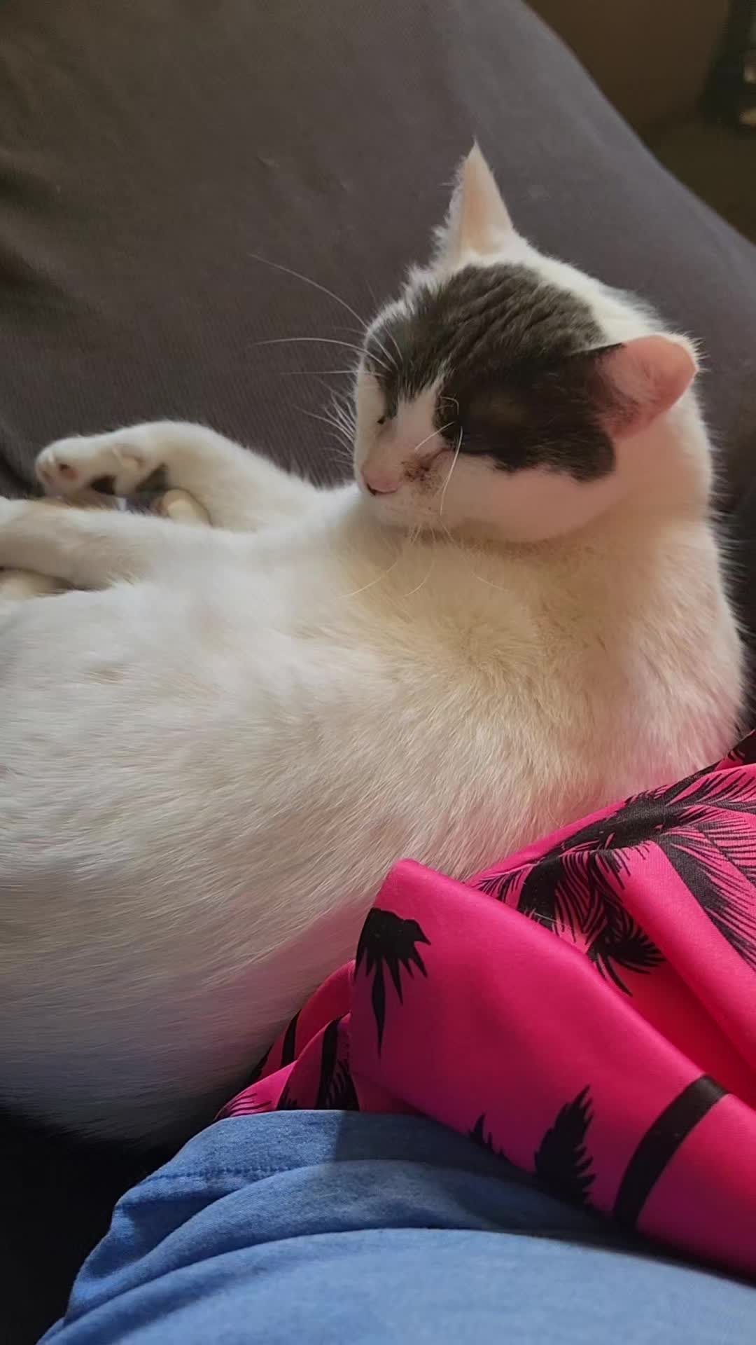 @Jmelovecat