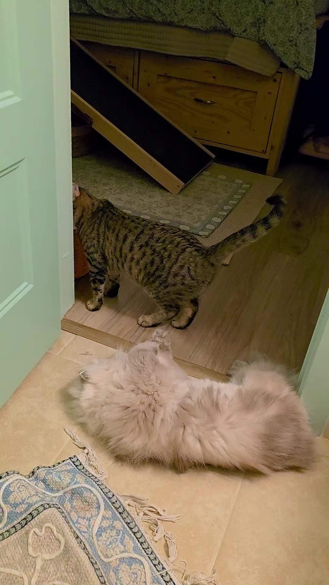 @South Texas Persian Rescue