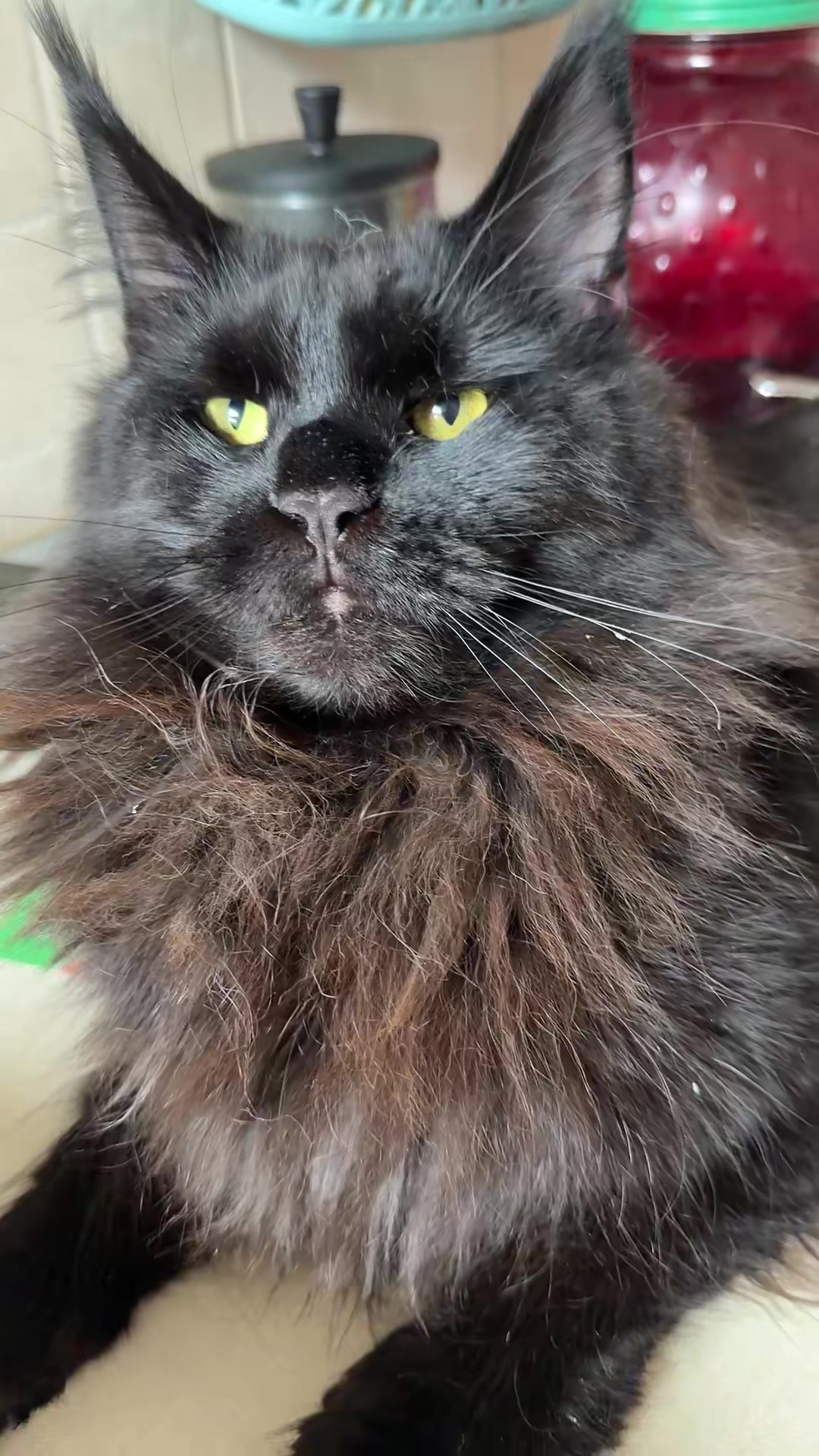 @PARAKENTOS*UA Maine coon