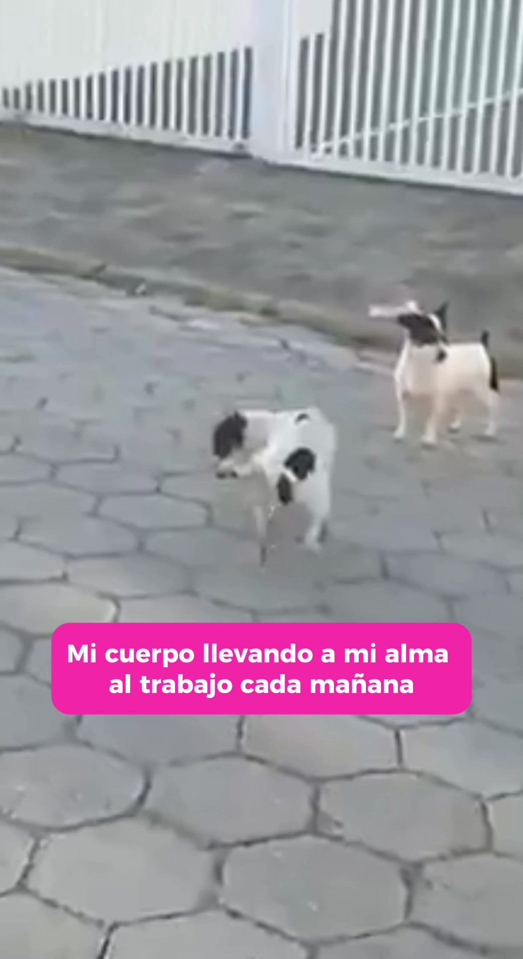@Cabronazi