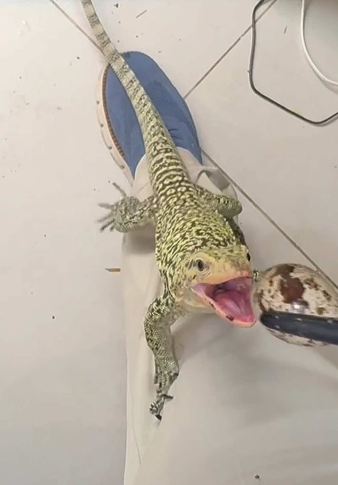@Tommys_reptiles