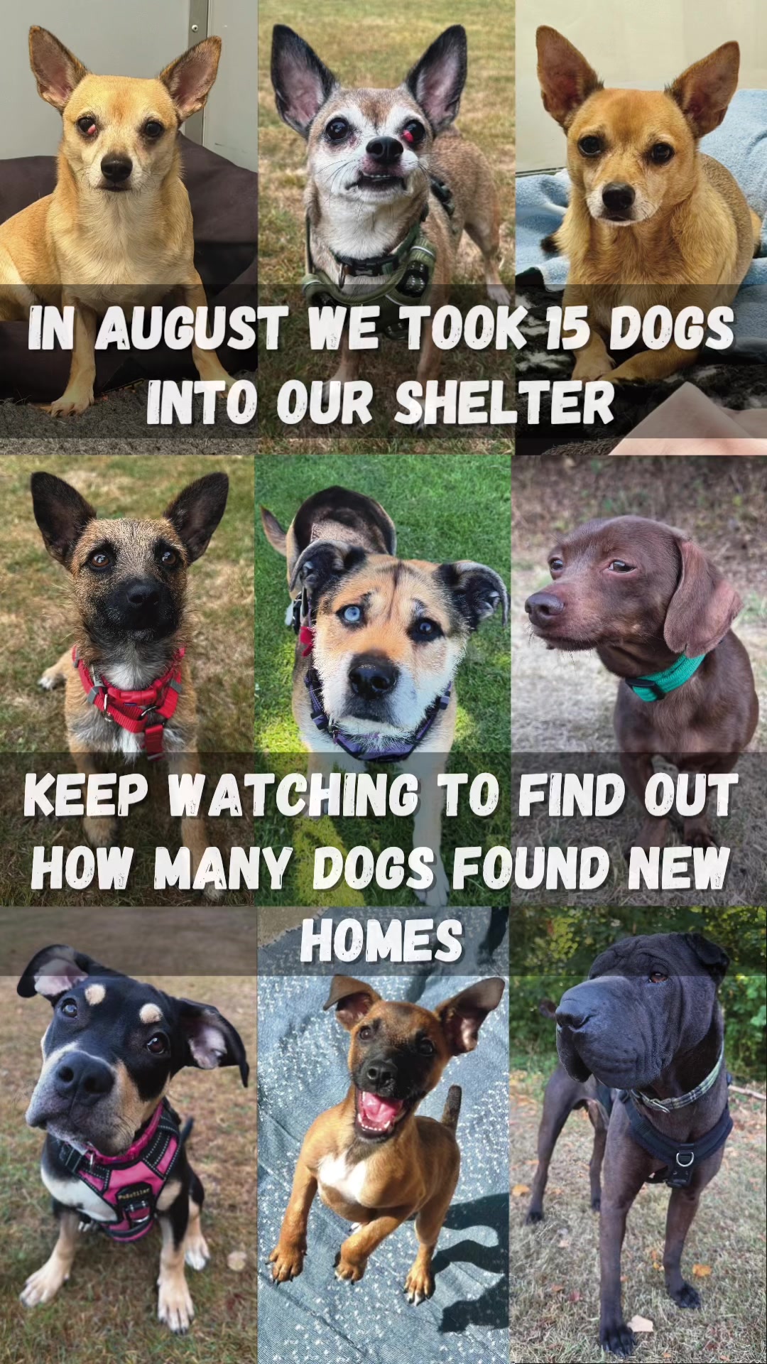 @RSPCA brighton